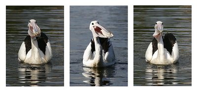 Pelican Triptych2