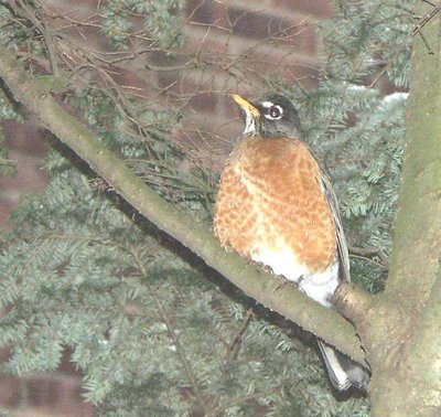 Winter Robin