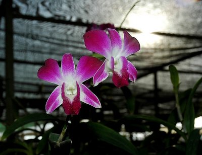 Orchid