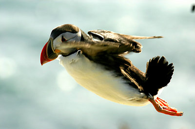 flying puffin in iceland