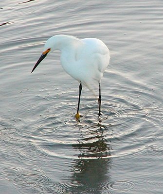 Egret