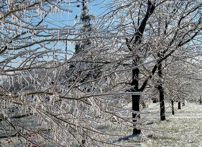 Frozen among the trees...