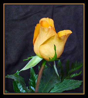 Single Yellow Rose