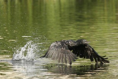 In Flight