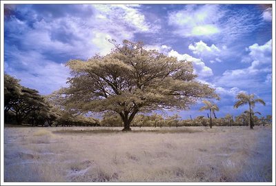 Lone Tree