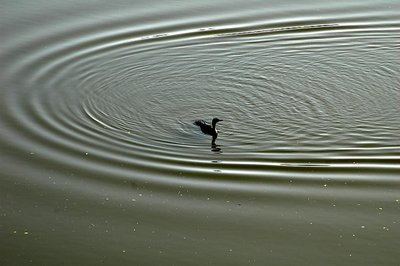 Tsunami Look Alike