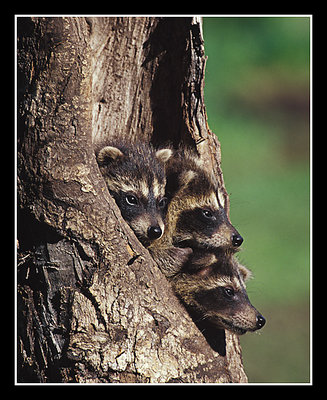 Three young raccoons