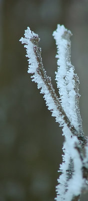 Hoar Frost