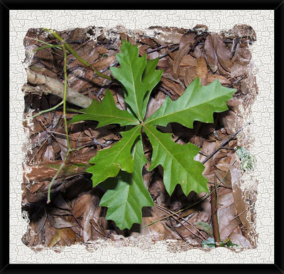 Oak Leaves