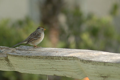 Neighborhood Bird