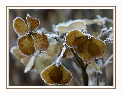 Frozen  Leafs