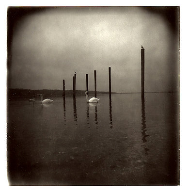 Swans