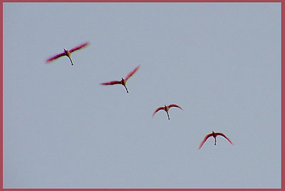 Spoonbills in flight