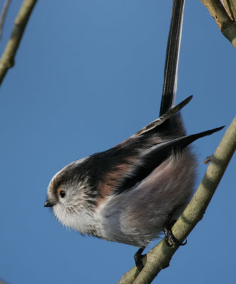 (Too) long-tailed tit