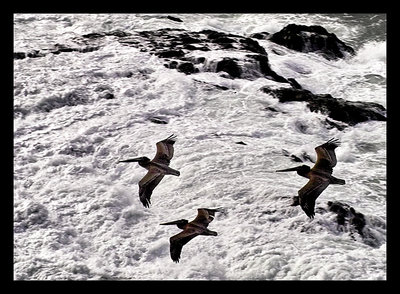 Pelicans in Ground Effect