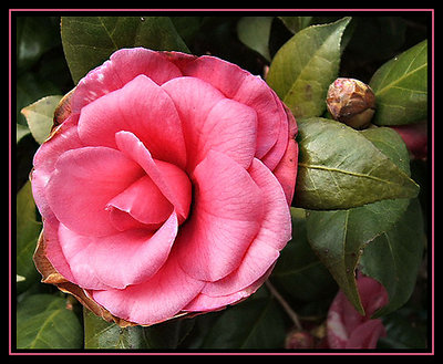 Camellia after the Frost