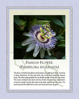 Passion Flower Story