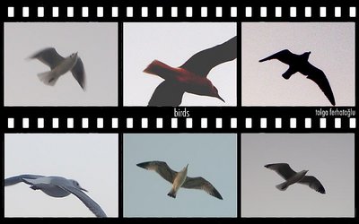 Birds