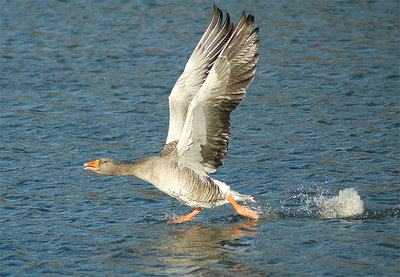 Walking on water