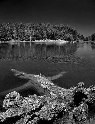 lake and tree