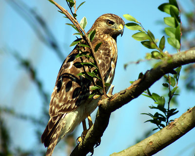 Watchful Hawk