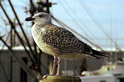 Gull