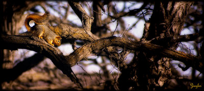 Out On a Limb