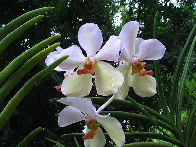 Tropical