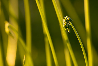 Stems