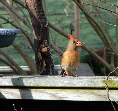 Cardinal