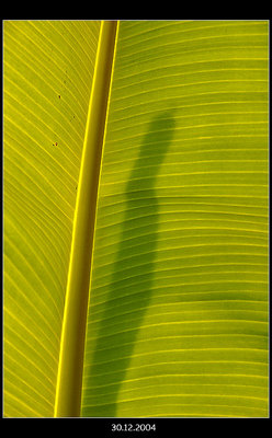 Details of a green leaf ...