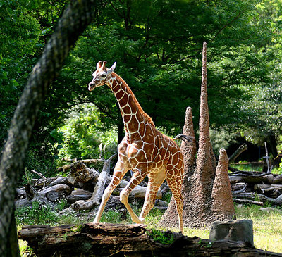The Giraffe Baby