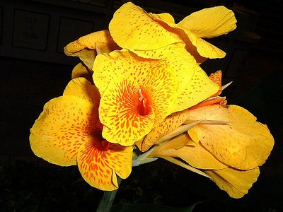 flora oahu