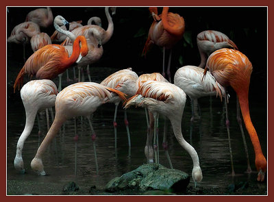 Flamingo's in a Group