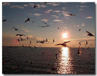 freedom