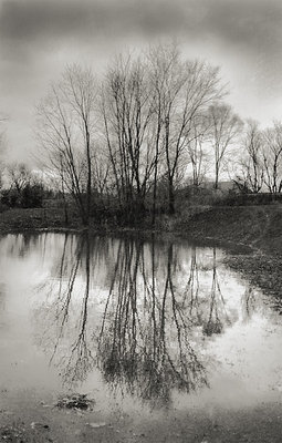 Trees and Flood