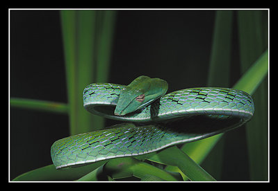 Long-nose vine snake