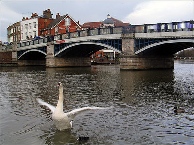 Dancing Swan