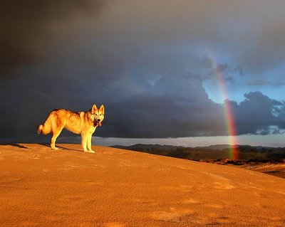 Spirit Wolf