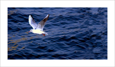 seagull in dubai 2