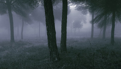 Pines in the Fog 2