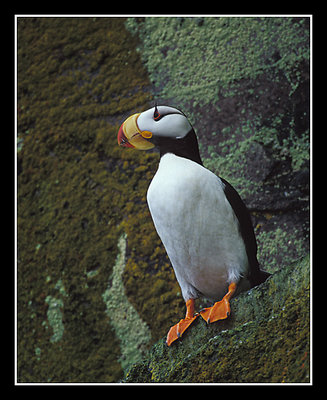 Horned Puffin