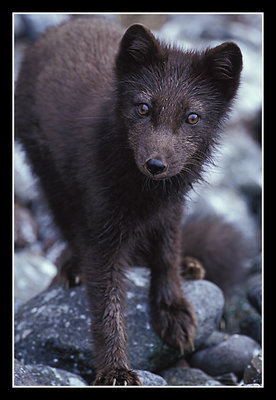 Young Arctic Fox