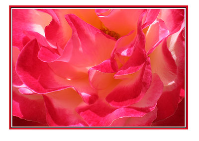 Blush of a Rose