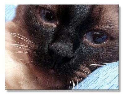 Kitty2
