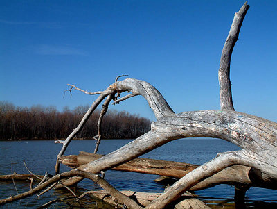 This Old Tree