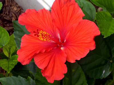 HIBISCUS