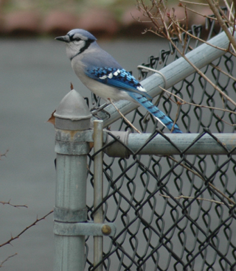 One the fence...