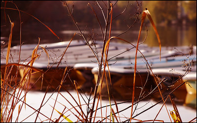 Reeds Before Boats