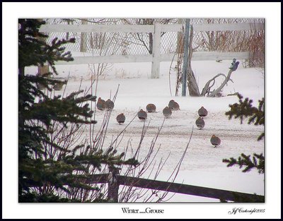 Winter......Grouse